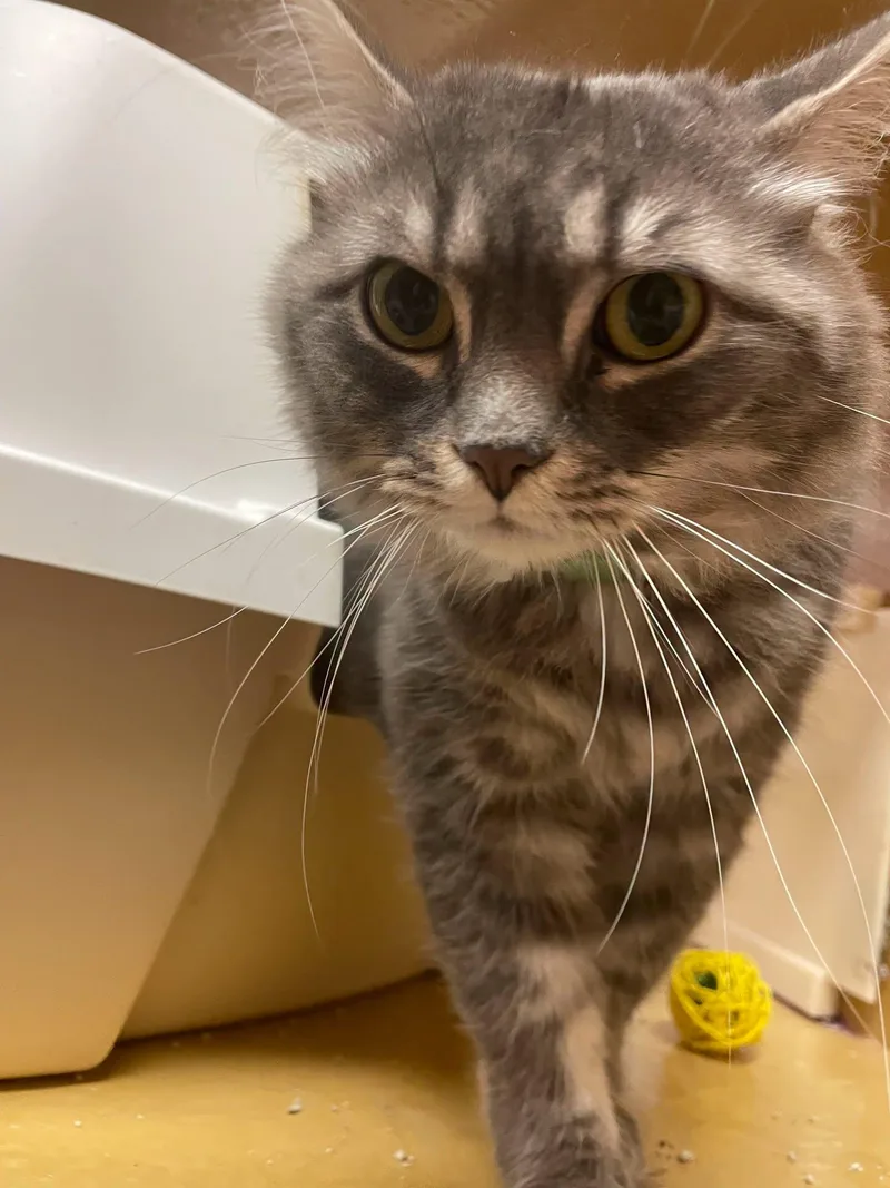 An adult medium-sized female Tabby (Gray / Blue / Silver) Domestic Medium Hair cat named Root Beer for adoption in Speedway, IN