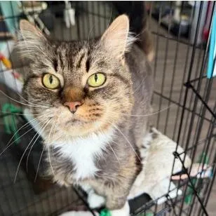 A senior medium-sized female Brown / Chocolate Domestic Long Hair cat named Sadie for adoption in Washington, DC