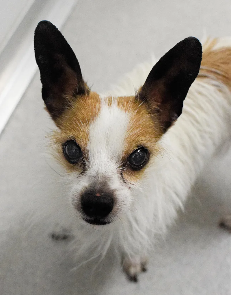 An adult small-sized male White / Cream Chihuahua dog named Foxx for adoption in Pontiac, MI