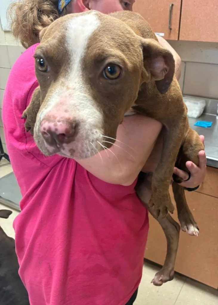 A baby medium-sized male Mixed Breed dog named Ollie for adoption in Bossier City, LA