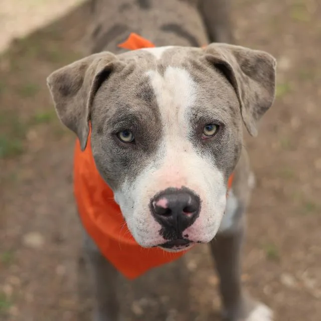 A young large-sized male American Staffordshire Terrier dog named Danyen for adoption in San Antonio, TX