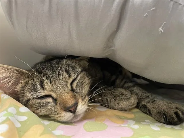 A young medium-sized female Domestic Short Hair cat named Celia Mae for adoption in Sugar Land, TX