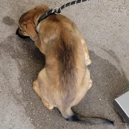 A baby small-sized male Brown / Chocolate Mixed Breed dog named Teal for adoption in Las Cruces, NM