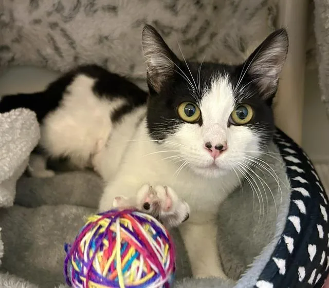 A young small-sized female Domestic Short Hair cat named Ameera for adoption in Salinas, CA