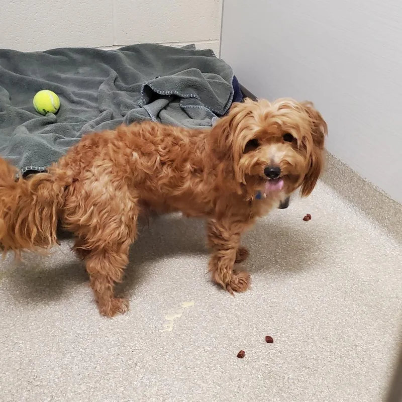 An adult small-sized male Wirehaired Terrier dog named Zig Zag for adoption in Novelty, OH