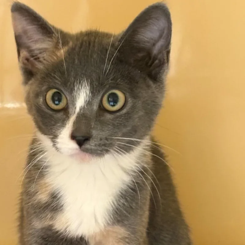 A baby small-sized female Calico Domestic Short Hair cat named SeaShell for adoption in East Hanover, NJ