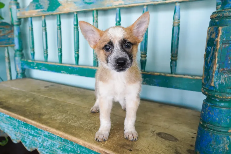 A baby small-sized female Cattle Dog dog named Elodie for adoption in San Antonio, TX