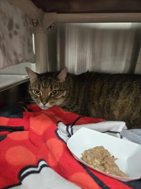 An adult medium-sized male Domestic Short Hair cat named Klaus for adoption in Derwood, MD