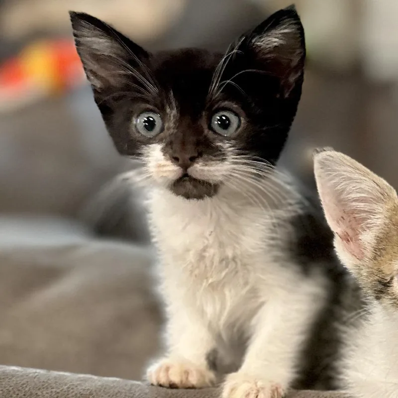 A baby small-sized female Black Domestic Short Hair cat named Disco Turkey for adoption in Westminster, CA