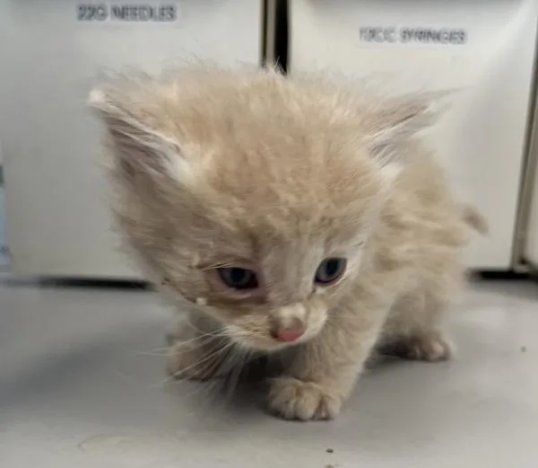 A baby small-sized male Domestic Long Hair cat named Brie for adoption in Salt Lake City, UT