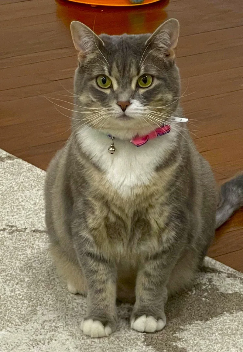 An adult medium-sized female Gray & White Domestic Short Hair cat named C Litter Mia for adoption in Livonia, MI