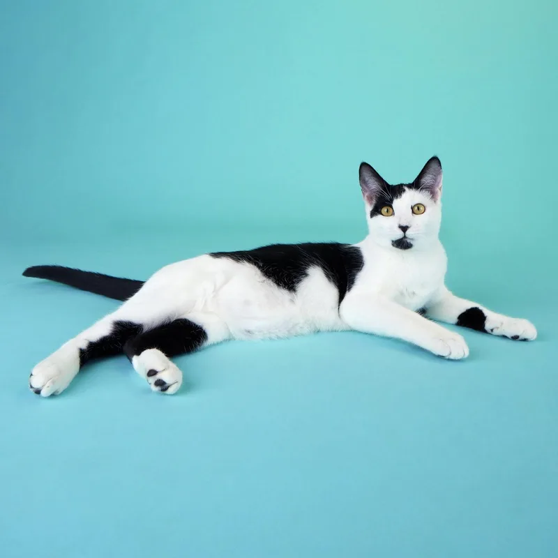 Coraline  Pretty As thumbnail 2