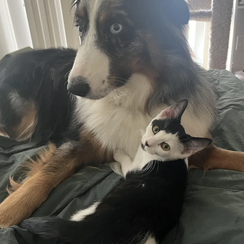 Coraline  Pretty As thumbnail 5