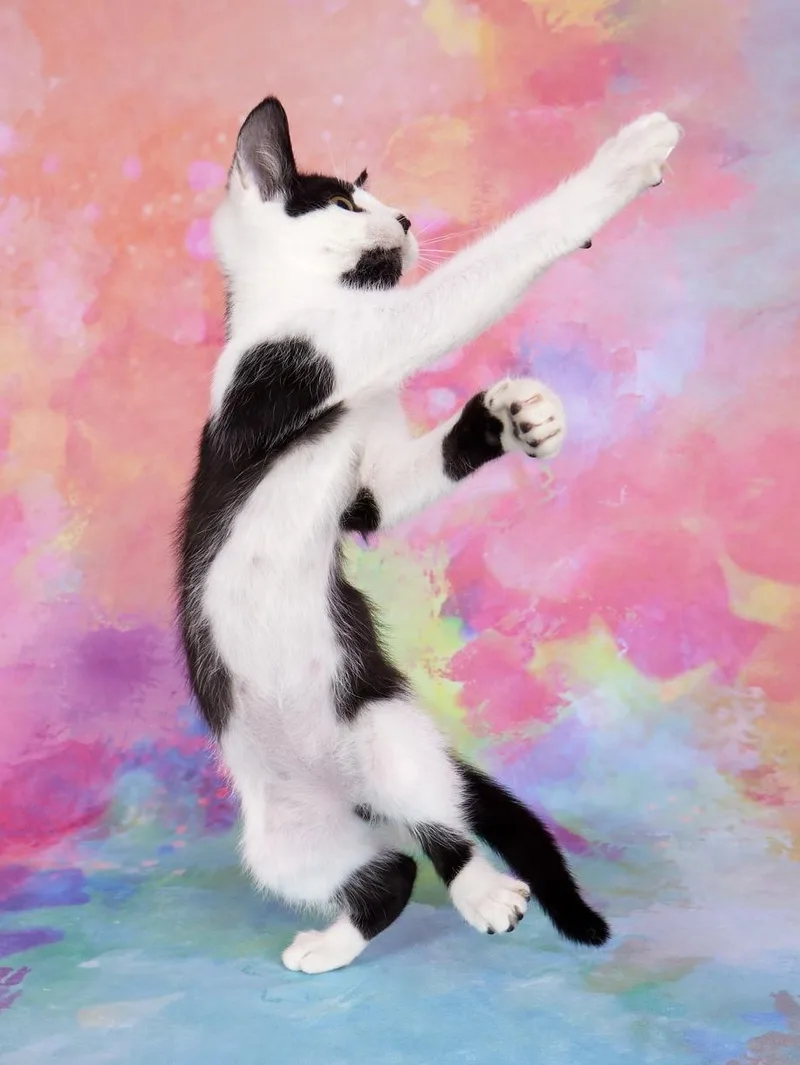 Coraline  Pretty As thumbnail 6