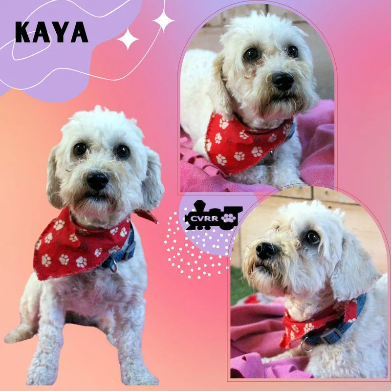 An adult small-sized female Maltese dog named Kaya for adoption in LINDSAY, CA