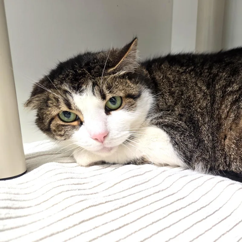 An adult large-sized male Brown / Chocolate Domestic Short Hair cat named Chunky for adoption in Fort Wayne, IN
