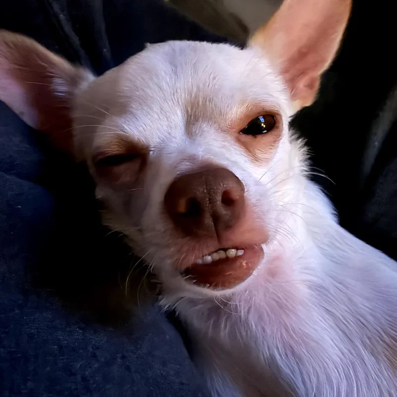 An adult small-sized male Chihuahua dog named Peanut for adoption in Crystal, MN