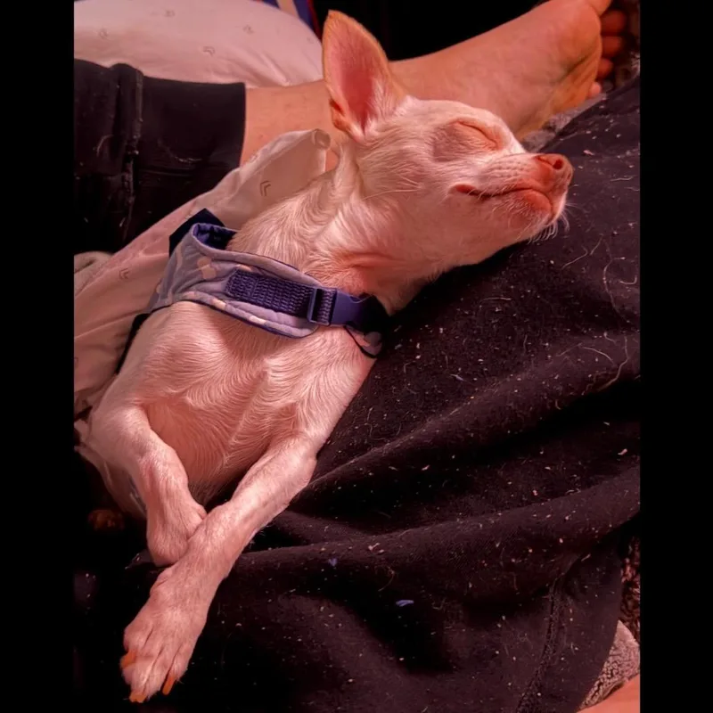 Peanut thumbnail 3
