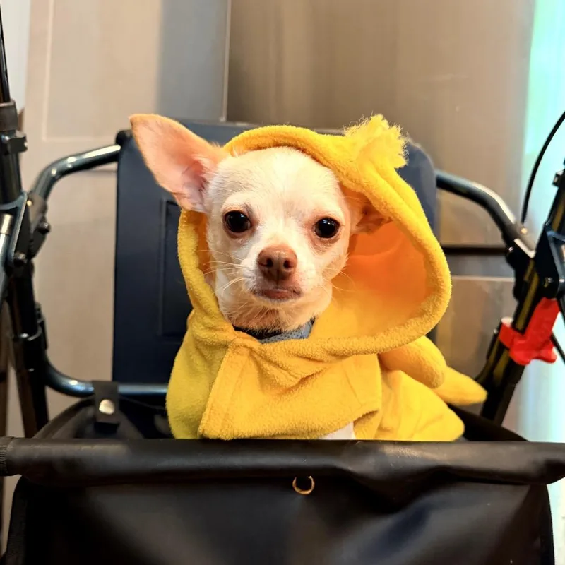 Peanut thumbnail 5