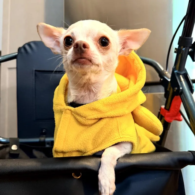 Peanut thumbnail 6