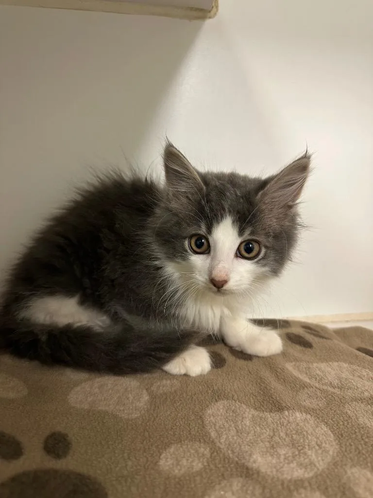 A baby small-sized male Domestic Short Hair cat named Titan for adoption in Johnson City, TN