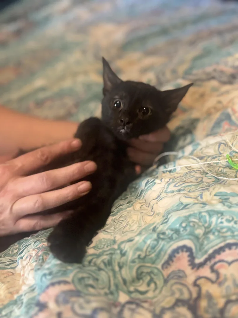 A baby medium-sized male Domestic Short Hair cat named Tippy and Tappy for adoption in Liverpool, TX