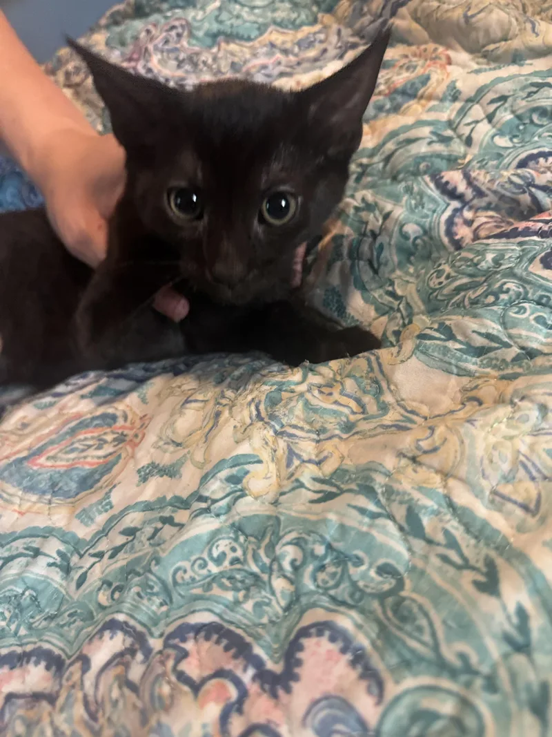 Tippy and Tappy thumbnail 3