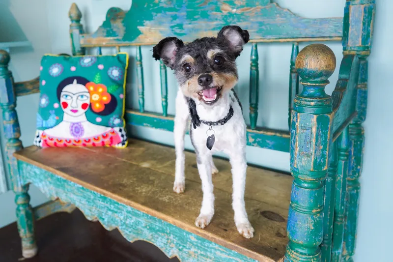 An adult small-sized female Black Miniature Poodle dog named Ginger for adoption in San Antonio, TX