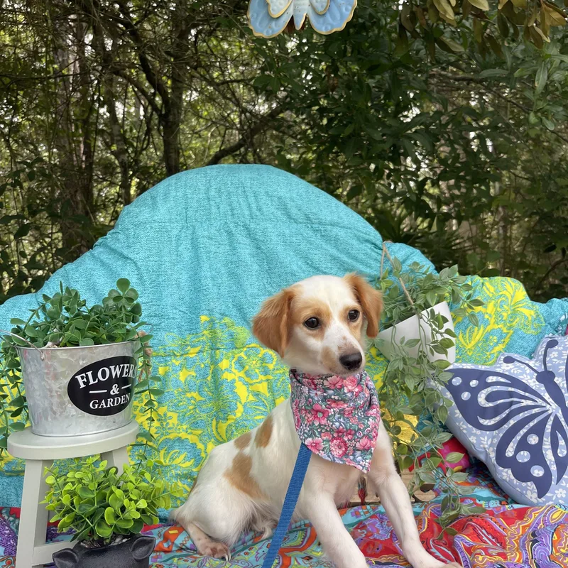 An adult small-sized female Chiweenie dog named Dee Dee for adoption in Sebring, FL