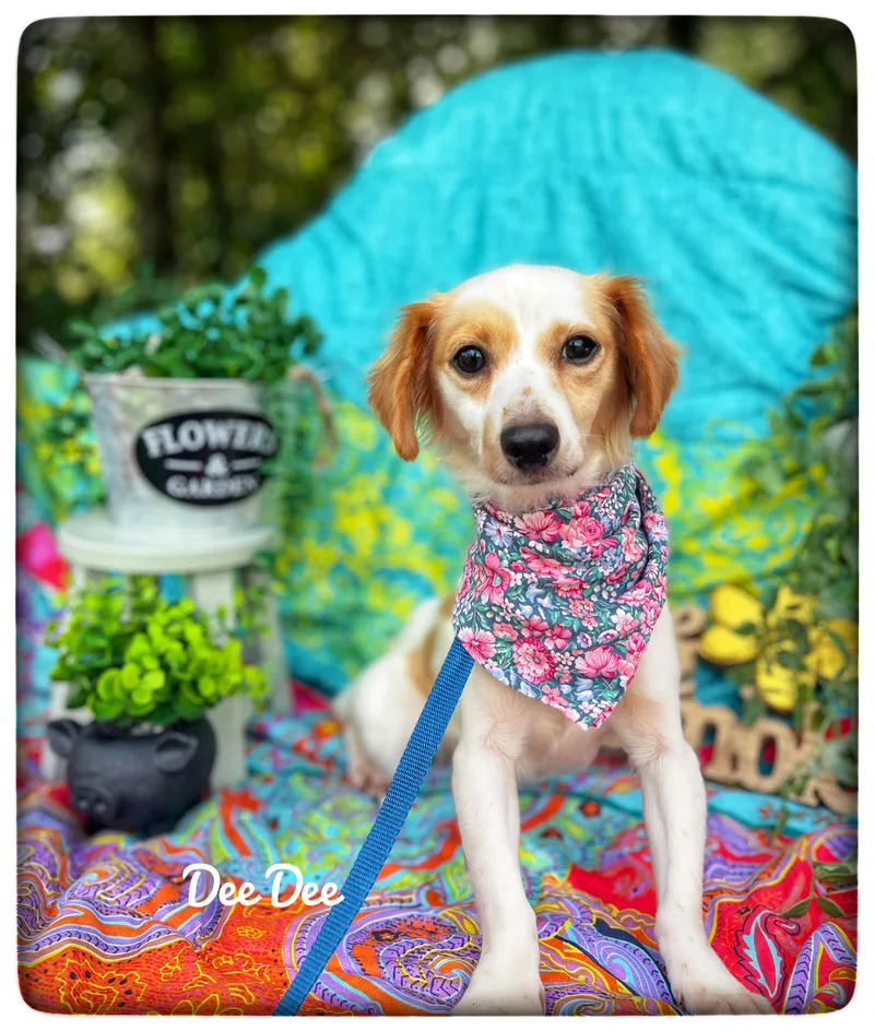 Dee Dee thumbnail 3