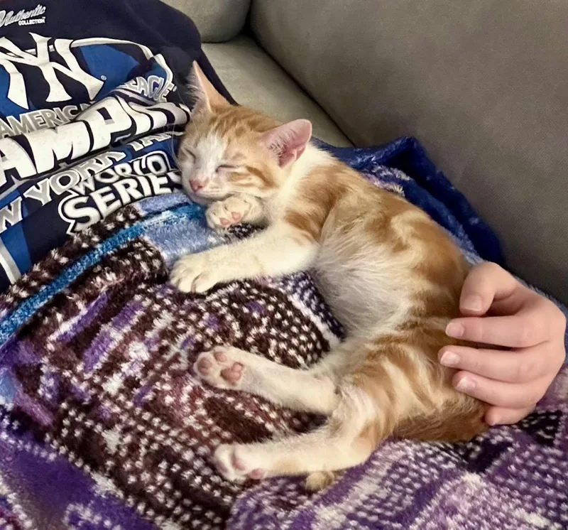 A young medium-sized female Orange & White Domestic Short Hair cat named Space Camp for adoption in Longwood, FL