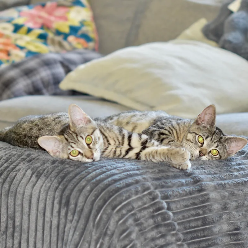 A baby small-sized female Tabby (Brown / Chocolate) Domestic Short Hair cat named Laverne & Shirley little for adoption in Stamford, CT