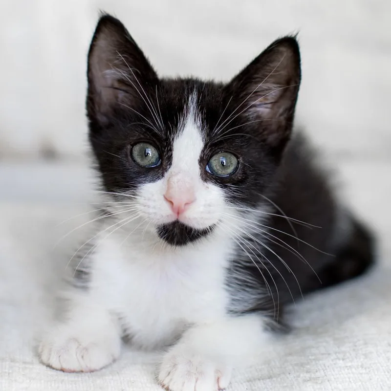 A baby small-sized female Black Domestic Short Hair cat named Salami for adoption in Parkland, FL