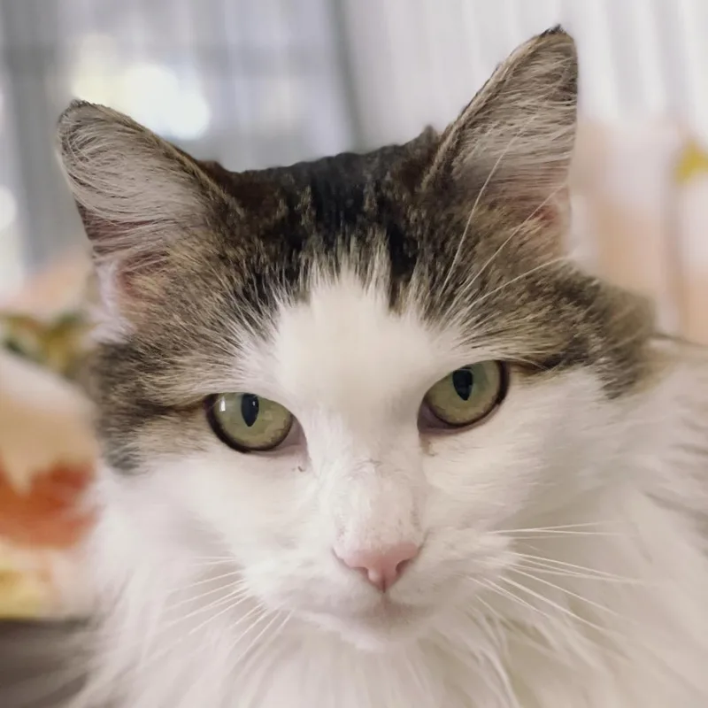 A senior extra large-sized female White Domestic Long Hair cat named Macy for adoption in Santa Barbara, CA