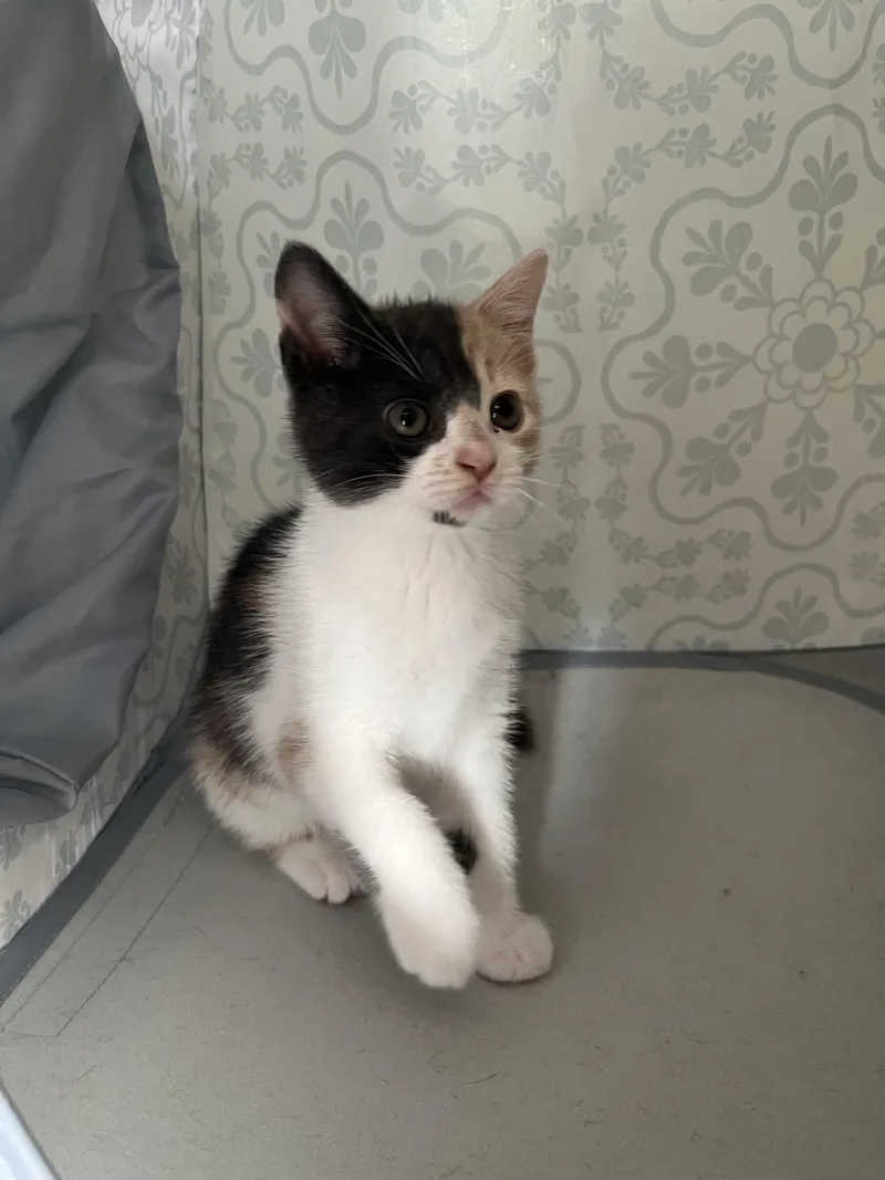 A baby medium-sized female Calico Domestic Short Hair cat named Toffee for adoption in Greensboro, NC