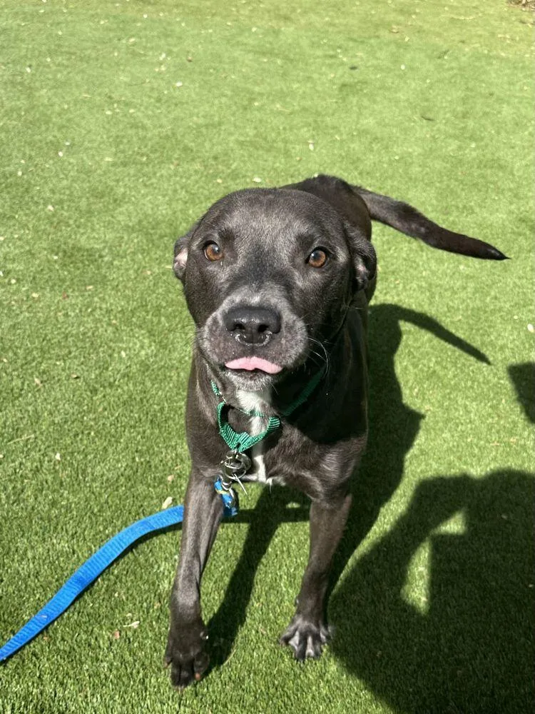 A young large-sized female Gray / Blue / Silver Mixed Breed dog named Sissy for adoption in Alexandria, VA