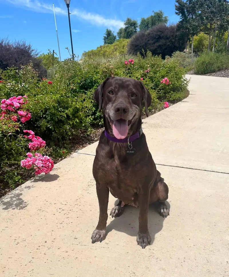 A senior medium-sized female Brown / Chocolate Labrador Retriever dog named Tilly for adoption in Concord, CA