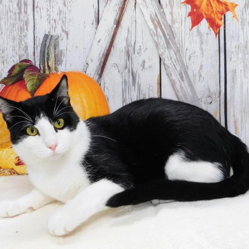 An adult large-sized male Domestic Short Hair cat named Domino for adoption in Peoria, IL