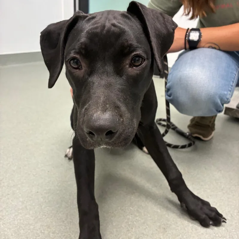 A young medium-sized female Black Labrador Retriever dog named Daiseymae for adoption in Abilene, TX