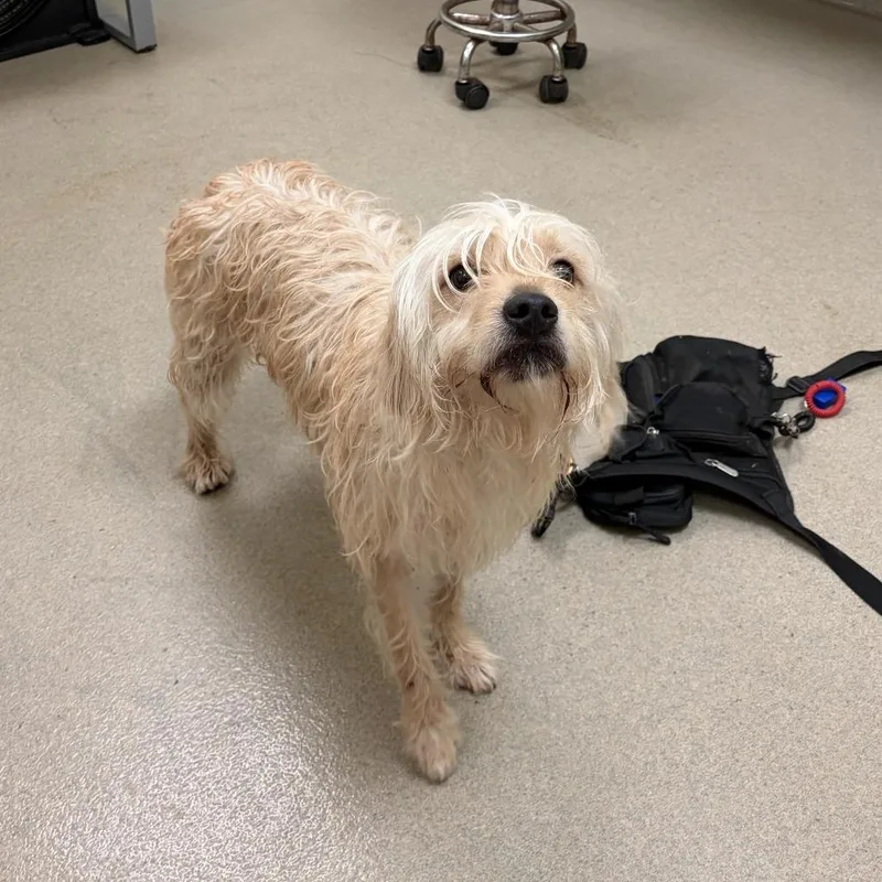 A baby small-sized male Terrier dog named Bieber for adoption in Lynchburg, VA