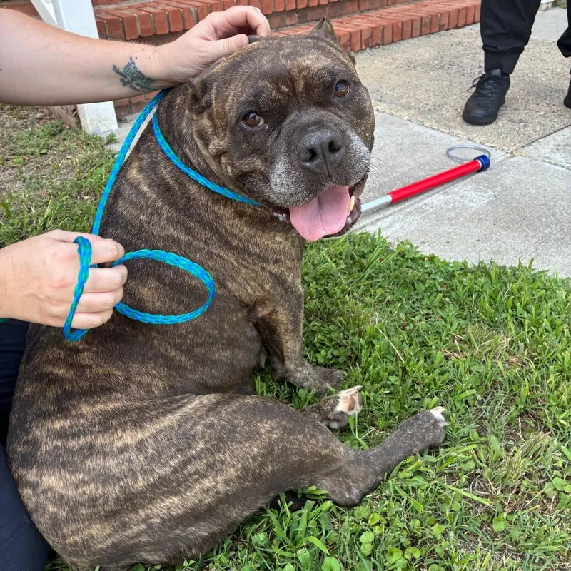 An adult large-sized female Brindle Mixed Breed dog named Tokyo for adoption in Greensboro, NC