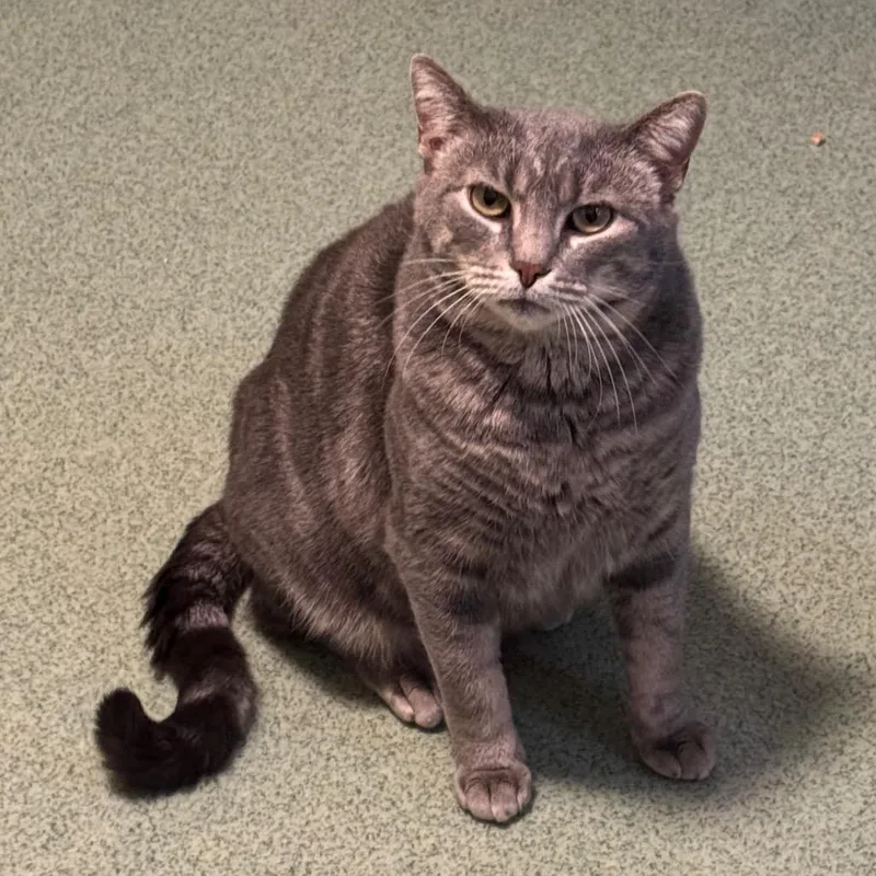 Miss Piggy thumbnail 2