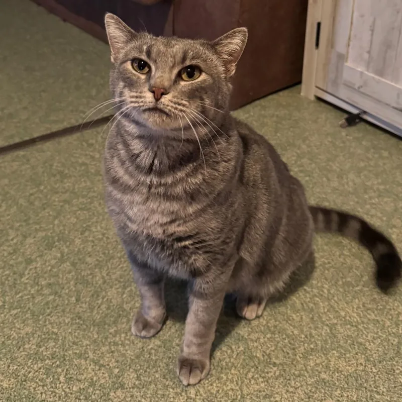 Miss Piggy thumbnail 3