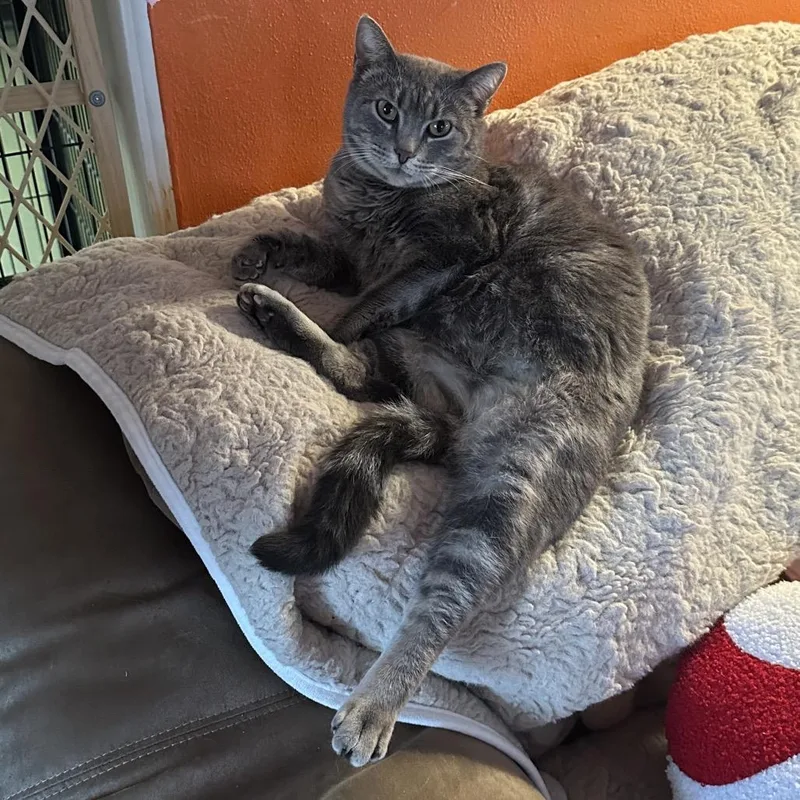 Miss Piggy thumbnail 5