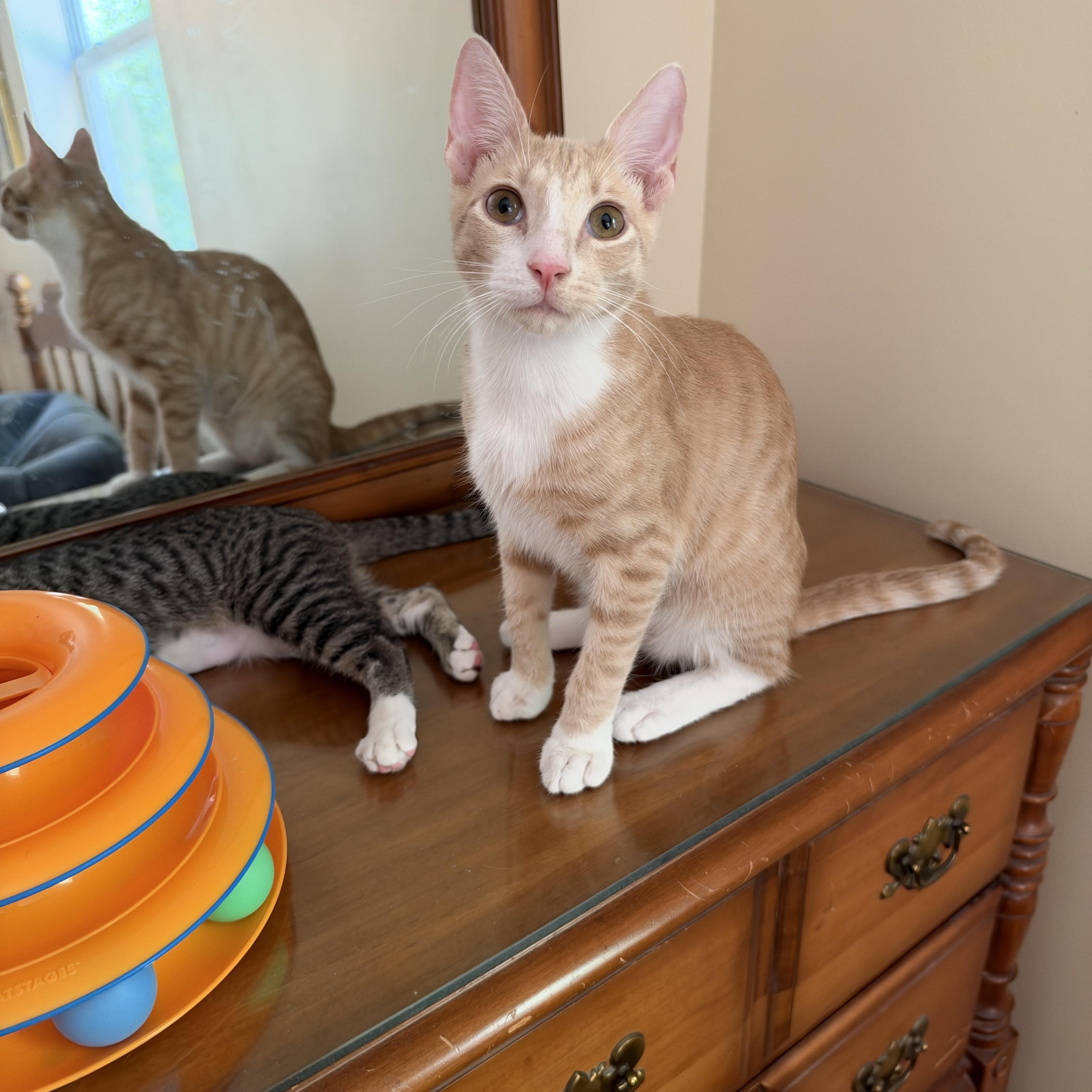 A baby medium-sized male Buff & White Domestic Short Hair cat named Striker for adoption in Alexandria, LA