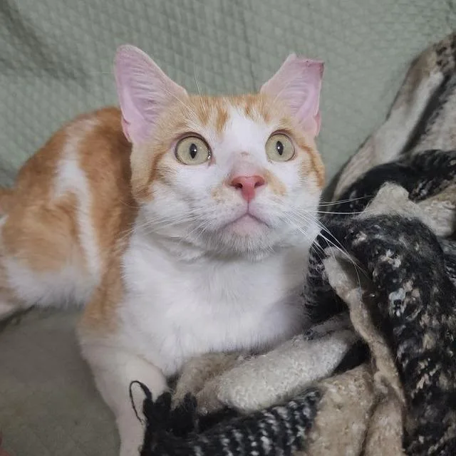 An adult medium-sized male Orange / Red Domestic Short Hair cat named Nacho for adoption in Boston, MA