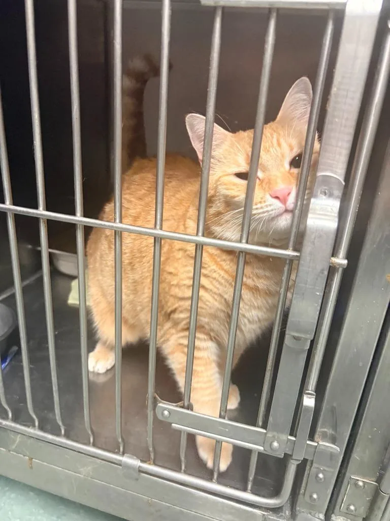 An adult small-sized male Domestic Short Hair cat named Chubbs for adoption in Albany, GA