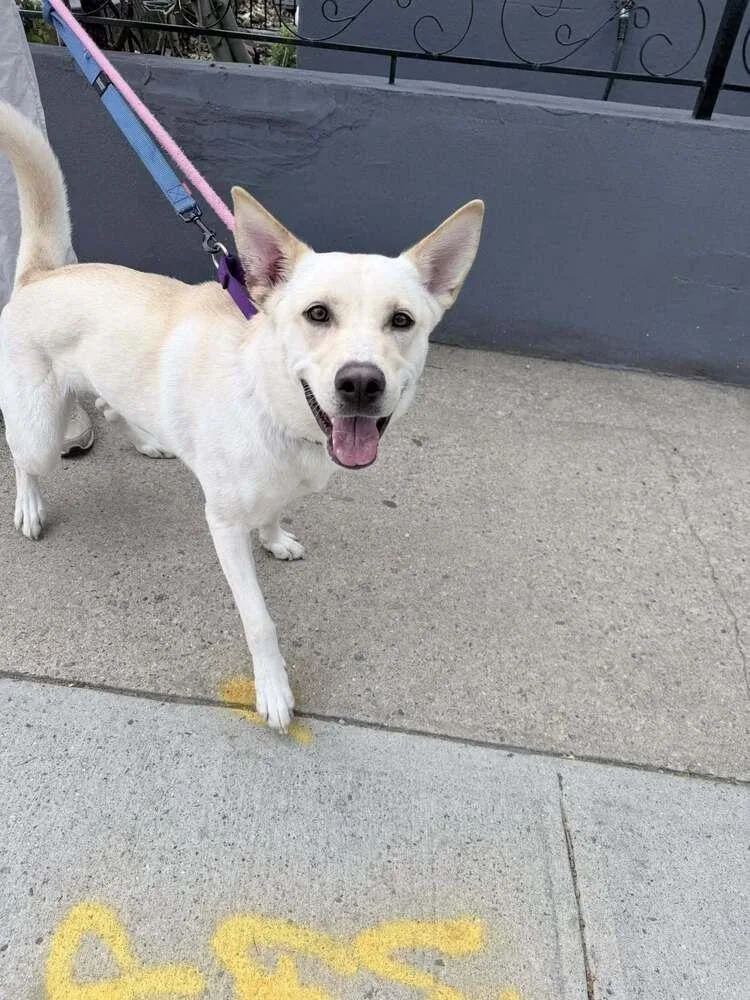 An adult medium-sized female White / Cream Mixed Breed dog named Layla Marie for adoption in Long Island City, NY