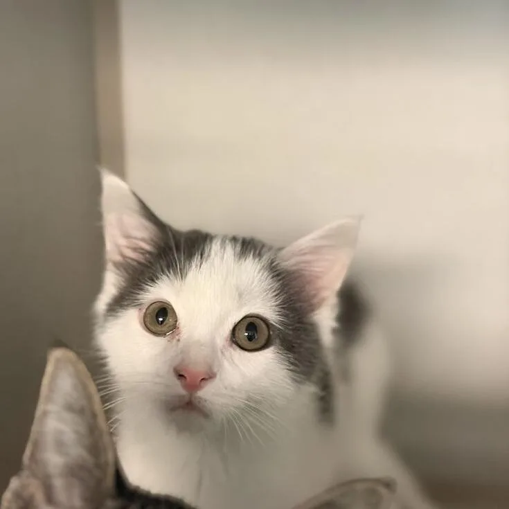 A baby small-sized male Gray / Blue / Silver Domestic Short Hair cat named Chomp Chomp for adoption in Davenport, IA