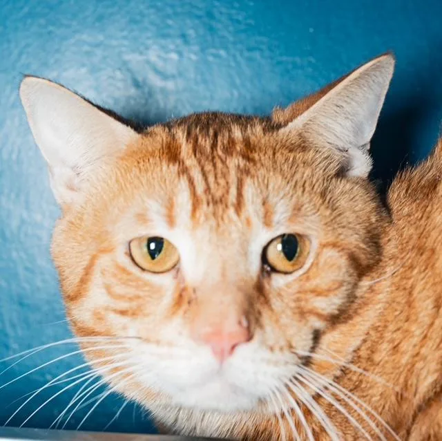 An adult medium-sized male Domestic Short Hair cat named Garfield for adoption in Boston, MA